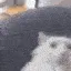 pogs