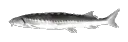 Fishspin Fishspin