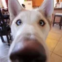 longgoddamnsnout