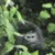monkE