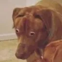 doggoshock Discord Emoji