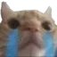 Kittycry kittycry Discord Emoji
