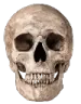 skull
