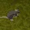 ZOOM ZOOM