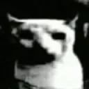 GatoDespair