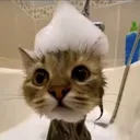 showercat showercat