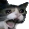 catcry Discord Emoji