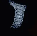 iced_out_flex