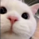 stare