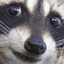 WhatIsUSay Discord Emoji