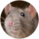ratpng