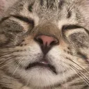 majiiokbuddy majiiokbuddy