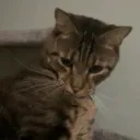 majiijudges