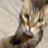 majiigiveskisses majiigiveskisses