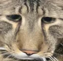 MajiiSadge MajiiSadge