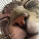 majiiipretendidonotsee