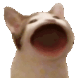 tier_bla