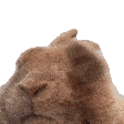 hase