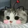 catCute