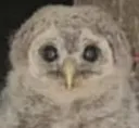 worryhoot