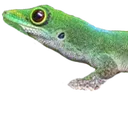 uck_lizard_1