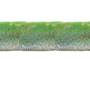uck_lizard_2 uck_lizard_2