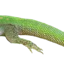 uck_lizard_3