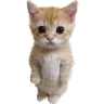 catostanding