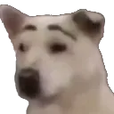 doggie doggie