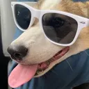 cool_corgi