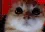 madcat