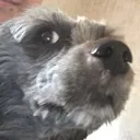 sus