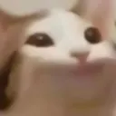 Pop Cat pop_cat Discord Emoji