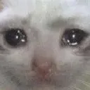 Sad Cat sad_cat Discord Emoji