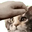 hatRipleyPet