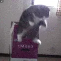 5818endlesslyfallingcat