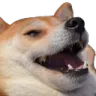kekdoge