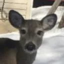 creature