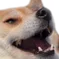 berk