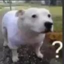 dogconfused