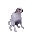 dogdancing