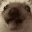 MunchingHedgehog