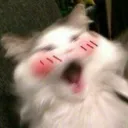 catblush