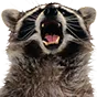 tap_raccoon_reee