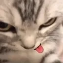 cattounge