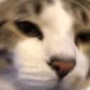 catrandom
