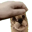 Officialservalpet