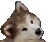 dogheadtilt Discord Emoji