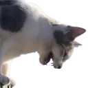 cat_YELL