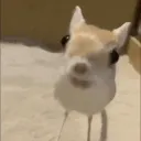 rat